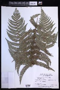 Polystichum vestitum image