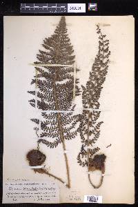 Polystichum sodiroi image