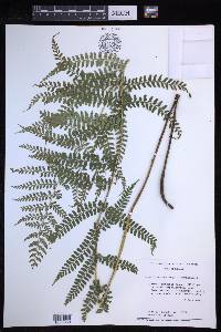 Polystichum hartwegii image