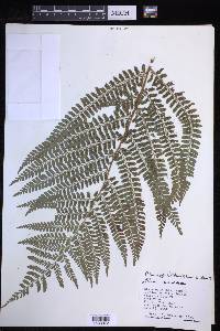 Polystichum hartwegii image