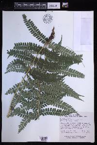 Polystichum rachichlaena image