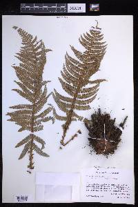 Polystichum distans image