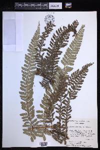 Polystichum hartwegii image