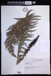 Polystichum distans image