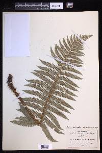 Polystichum distans image