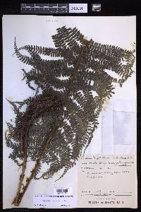 Polystichum muricatum image