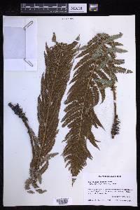 Polystichum distans image