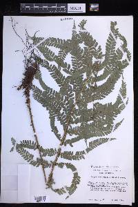 Polystichum fournieri image