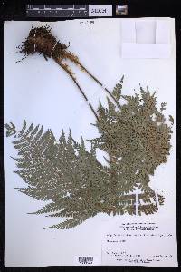 Polystichum vestitum image