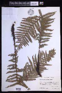 Polystichum distans image