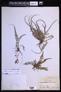 Polystichum rhizophyllum image