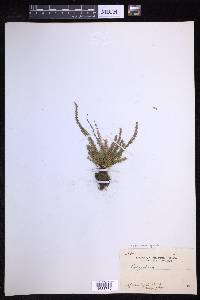 Calymmodon gracilis image