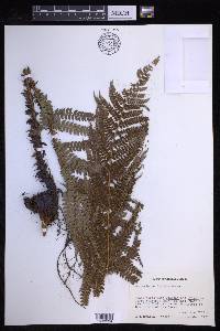 Polystichum distans image