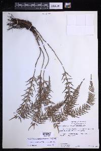 Polystichum tridens image