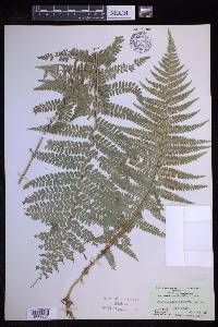 Polystichum distans image