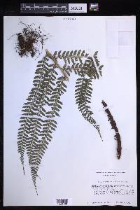 Polystichum ordinatum image