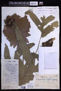 Drynaria quercifolia image