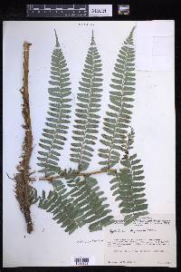 Polystichum hartwegii image