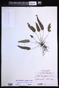 Polystichum plaschnickianum image