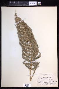 Polystichum distans image