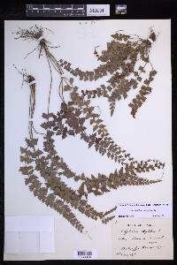 Polystichum ilicifolium image