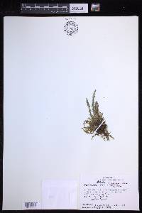 Calymmodon gracilis image