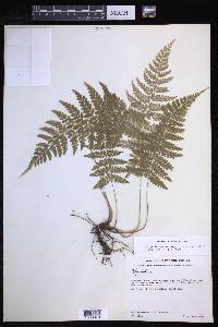 Polystichum hartwegii image