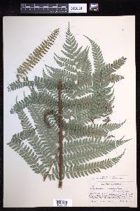 Polystichum ordinatum image