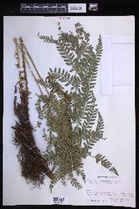 Polystichum ordinatum image