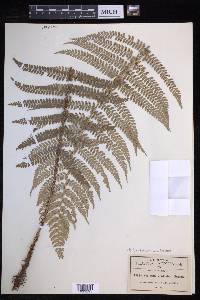 Polystichum aculeatum image