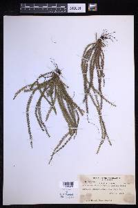 Acrosorus streptophyllus image