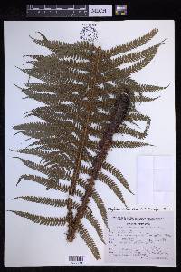 Polystichum distans image