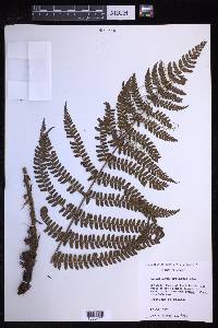 Polystichum ordinatum image