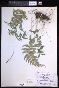 Polystichum fournieri image