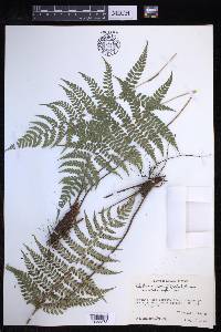 Polystichum hartwegii image