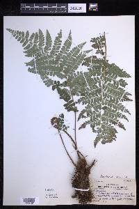 Polystichum ordinatum image