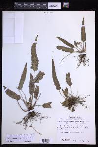 Polystichum plaschnickianum image