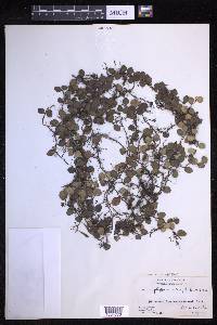 Lepisorus microphyllus image