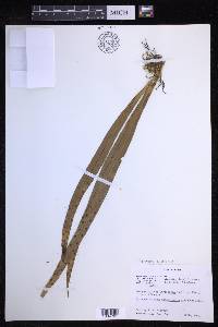 Lepisorus loriformis image