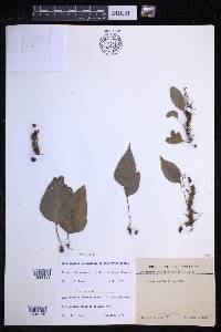 Drynaria coronans image