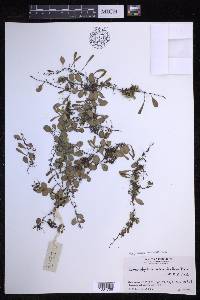 Lepisorus microphyllus image