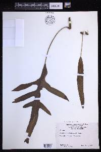 Lecanopteris pustulata image