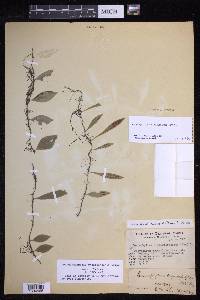 Lepisorus diversus image