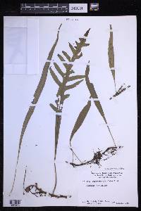 Lecanopteris pustulata image