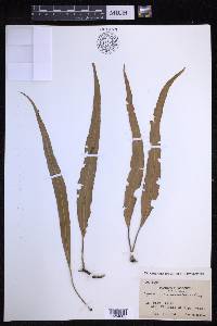 Lepisorus obscurevenulosus image