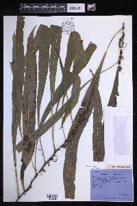 Lepisorus normalis image