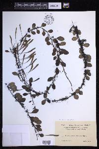 Lepisorus microphyllus image