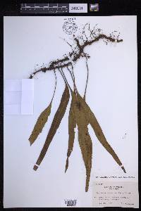 Lepisorus megasorus image