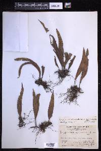 Lepisorus obscurevenulosus image
