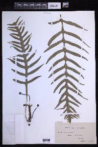 Lecanopteris scandens image
